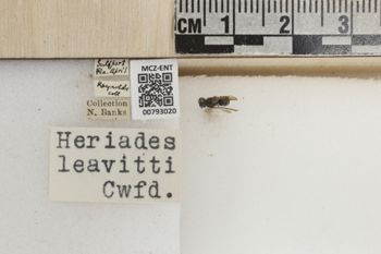 Media type: image;   Entomology 793020 Aspect: Labels